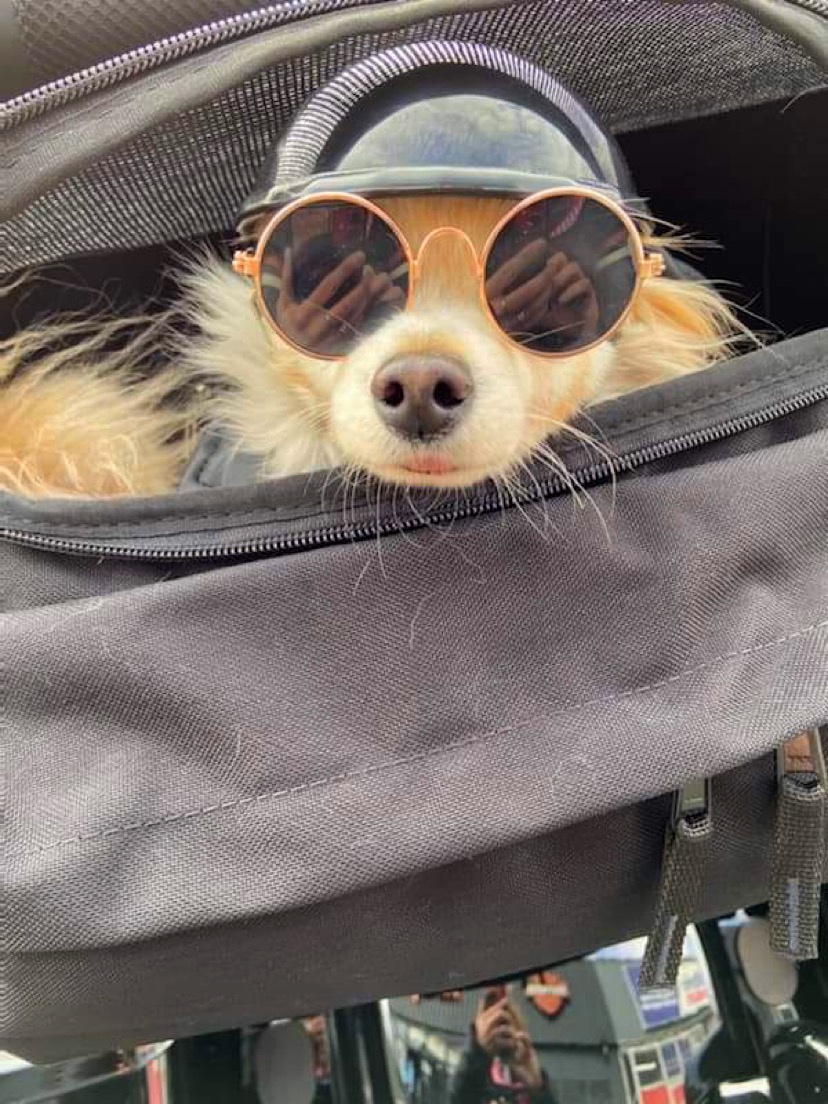 Mascotte de sortie
